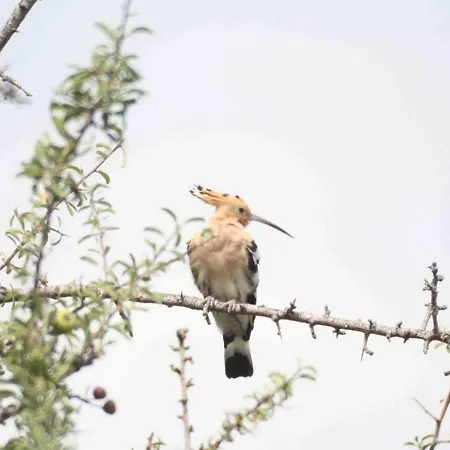 Guest house Little Hause 3*