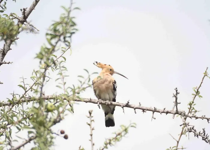 Pensión Little Hause 3*